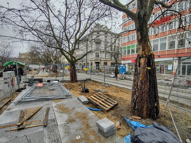 Remonty powinny być prowadzone z zachowaniem standardów ochrony drzew. Standardy prac na budowie obowiązują wszystkich – wypowiada się Aneta Mikołajczyk z ZaZieleń.