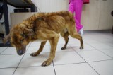 Skrajnie zagłodzony pies w Janikowie. Prokuratura zajęła się sprawą 