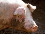 Wypadek: Świnie biegają pod Połczynem