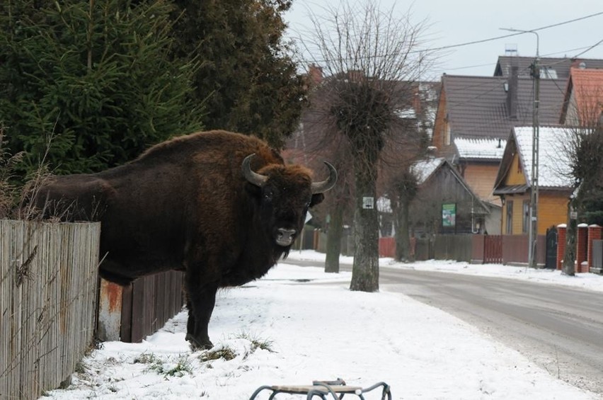 Żubry na ulicy w Białowieży