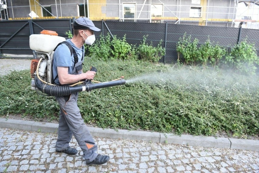 Toruń powalczy z meszkami i komarami. Ogłosił przetarg na wykonanie oprysków