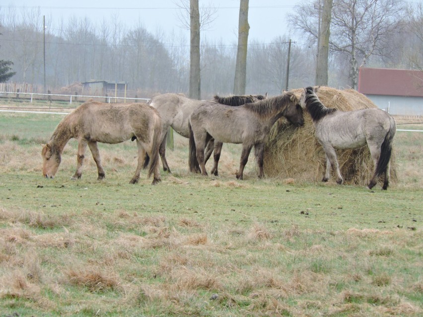 Koniki polskie teraz są pod dobrą opieką.