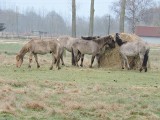 Konie z rezerwatu Karsiborska Kępa już są w dobrych rękach. Zobacz, jak się wypasają