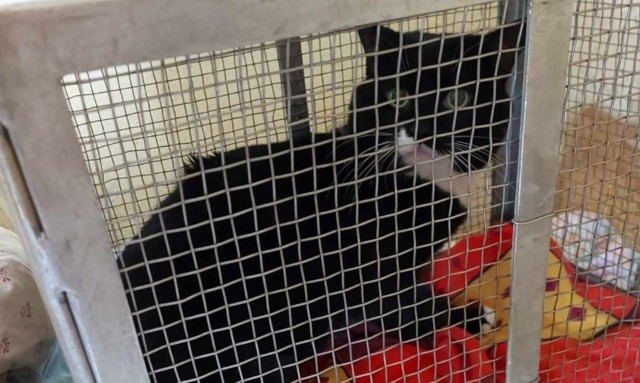 Działacze TOZ uratowali kota, który po śmierci właścicielki w szpitalu, od dwóch tygodni przebywał zamknięty w domu