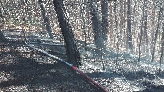Bartkowa-Posadowa. Pożar lasu strażacy gasili dwie i pół godziny