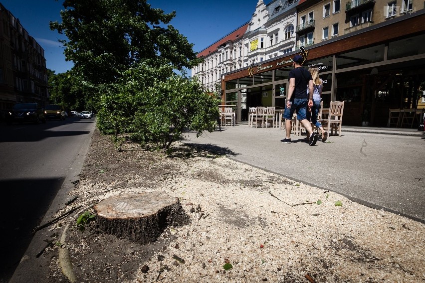 Wycinka drzew w Alei Fontann w Szczecinie. Dlaczego do tego doszło? [ZDJĘCIA]