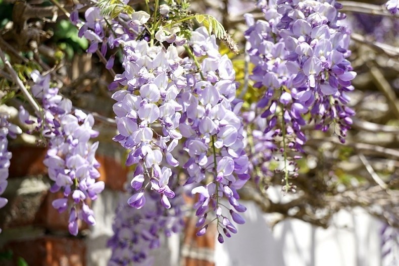 Wisterie mocno się rozrastają i wymagają naprawdę...