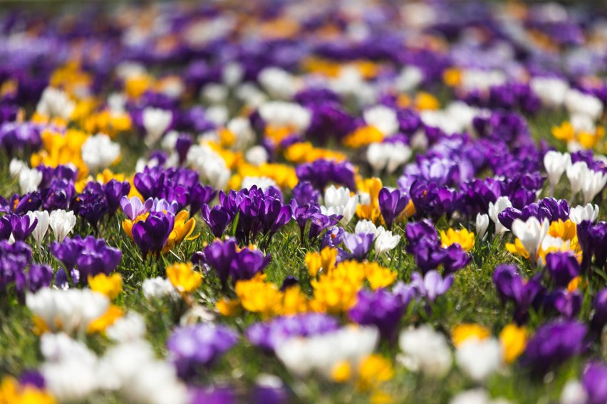 Na dobre rozgościła się wiosna. Piękne dywany kwiatowe w PKiW w Słupsku
