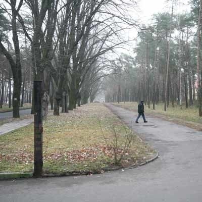 Po prawej stronie alei lip przeznaczonych do wycinki jest sporo miejsca. Biegnie tutaj stara uliczka dawnego parku ruchu drogowego. Na niej można zrobić drugi pas ruchu do pętli autobusowej. Drzew nie będzie trzeba wycinać.