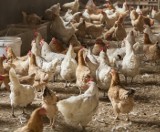 Zgineło aż 660 tysięcy ptaków. Nowy podtyp wirusa ptasiej grypy w Rosji
