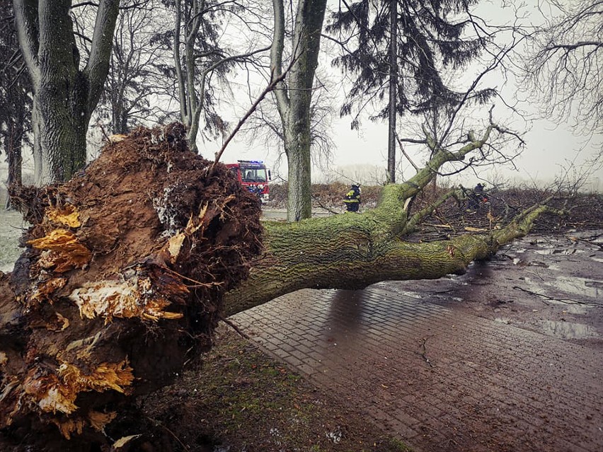 Prawie 20-metrowe drzewo runęło, blokując drogę. Choć...