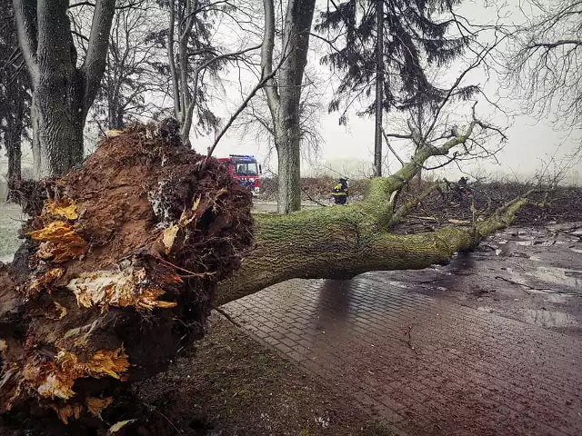 Prawie 20-metrowe drzewo runęło, blokując drogę. Choć cmentarz odwiedzało wiele osób, na szczęście nikt nie ucierpiał. Oczywiście pomogli strażacy, którzy piłami utorowali drogę do nekropolii. W okresie świąt była bardzo uczęszczana.- Zostaliśmy zadysponowani przez dyżurnego SKKP PSP w Międzyrzeczu do powalonego drzewa tuż przy cmentarzu komunalnym w naszej miejscowości – mówi prezes OSP Templewo Aleksander Kusz.Po dotarciu na miejsce okazało się, że 19-metrowe drzewo blokowało całą szerokość jezdni wraz z chodnikiem, na szczęście nikt nie został ranny. Choć drzewo było ogromne. W ruch poszły piły i wkrótce mieszkańcy mogli swobodnie dotrzeć na groby najbliższych. Wbrew pozorom roboty było moc. Wideo: Wichura niebezpiecznie przechyliła świerk na dom. Strażacy usuwają skutki wichury na ulicy Zyty