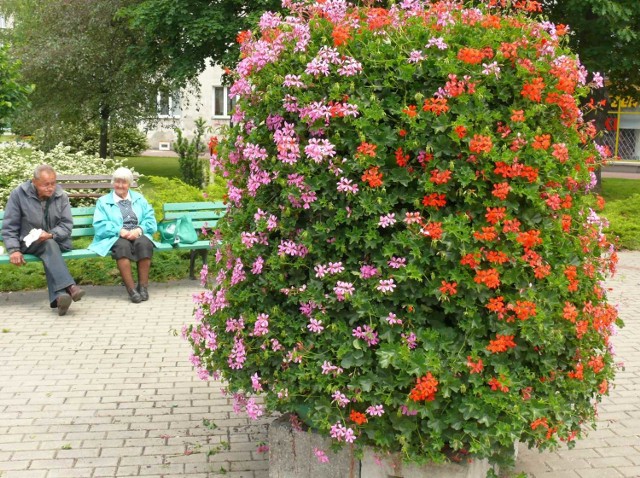 Kwiaty w śródmieściu Stalowej Woli.