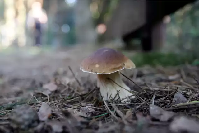 Początek jesieni oznacza szczyt sezonu grzybowego. Mimo niewielkiej ilości deszczu i słonecznej oraz suchej pogody, grzybów w dolnośląskich lasach nie brakuje. Takie wnioski można wyciągnąć po zgłoszeniach naszych czytelników oraz analizie wpisów na forach i grupach grzybowych. Gdzie pojechać, by wrócić do domu z koszem pełnym grzybów? Podpowiadamy TOP 10 miejscówek grzybowych na Dolnym Śląsku w ostatniej dekadzie września 2023. Przejdźcie dalej do kolejnych slajdów i lokalizacji, sprawdźcie mapki