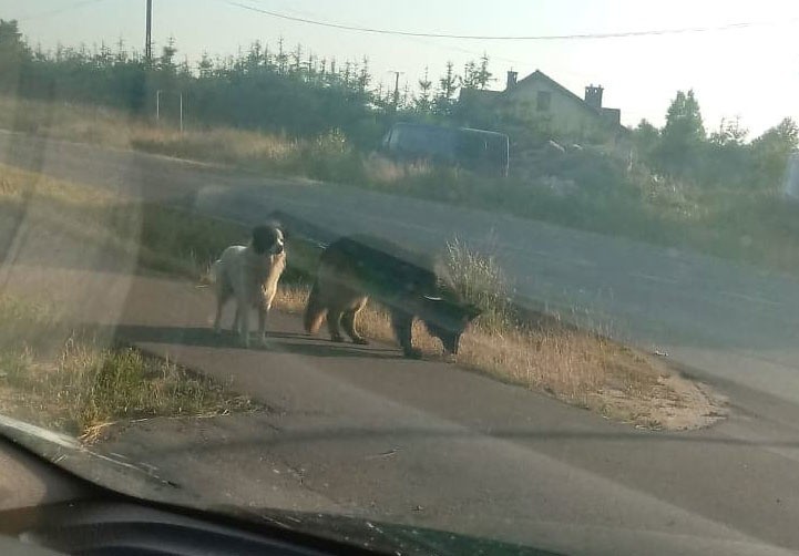 - W Konikowie, za lasem koło stacji benzynowej błąkają się...