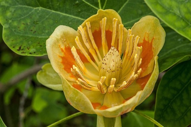 Tulipanowiec amerykańskiTakie piękne kwiaty ma tulipanowiec amerykański, który właśnie kwitnie w ogrodzie bydgoskiej uczelni.