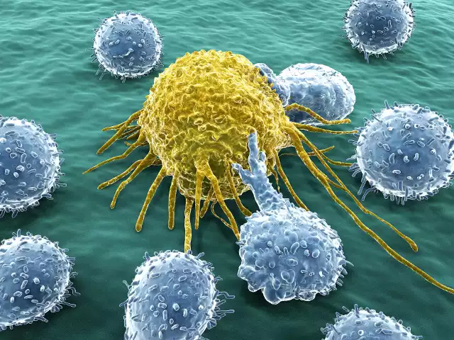 Terapia CAR-T polega na nadaniu limfocytom T takich funkcji, które umożliwiają im rozpoznanie komórek nowotworowych i ich zniszczenie.