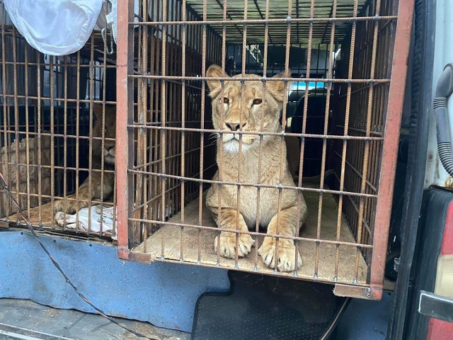 Po wielu trudnościach 6 marca dotarł do poznańskiego ogrodu zoologicznego transport z trzema lwami z Odessy.