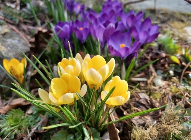 Krokusy to jedne z pierwszych wiosennych kwiatów. Są łatwe w uprawie.