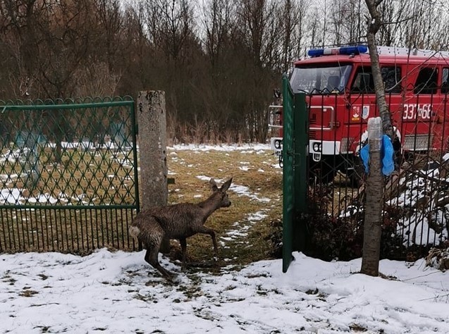 Strażacy z Zalasu ratowali sarnę, która wpadła do zbiornika...