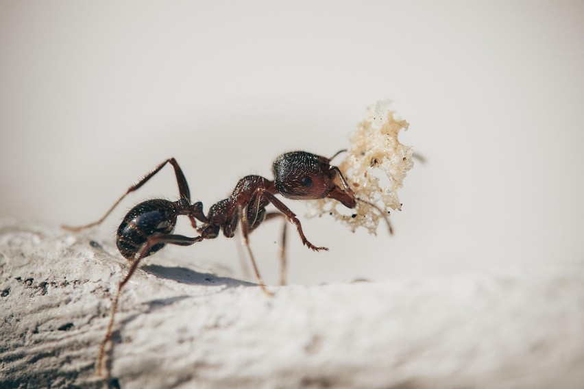 Wśród znakomitych opcji walki z mrówkami wymienia się...