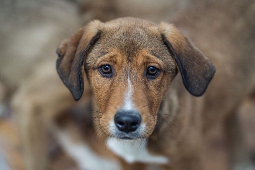 Organizacja UAnimals, aktywiści, cywile i ukraińscy...