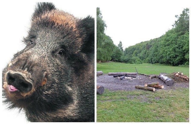 W Gdyni wśród dzików wykryto afrykański pomór świń ASF. Mimo to urzędnicy z ZDiZ zachęcają do piknikowania w miejscach, gdzie regularnie pojawiają się te zwierzęta.