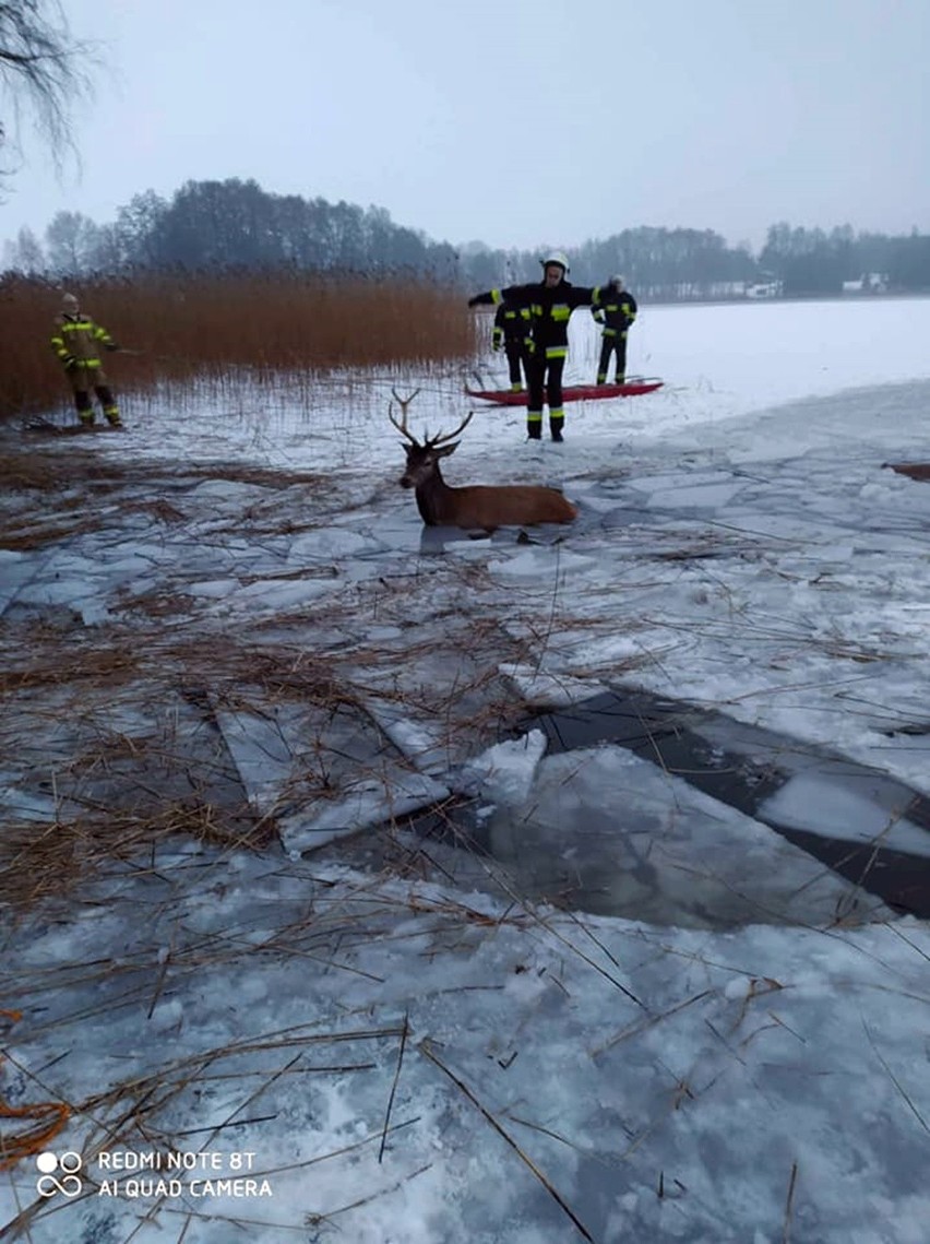 Zdjęcia ze środowej akcji, podczas której strażacy uratowali...