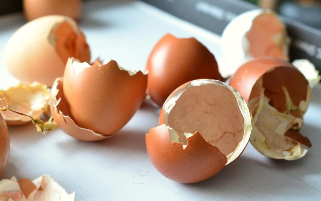 Poznaj wszechstronną moc skorupek jajek. Sprawdź, jak świetnie radzą sobie z przypalonymi garnkami i uporczywym brudem na naczyniach. Dzięki nim ślimaki nie zaatakują twoich roślin ogrodowych.