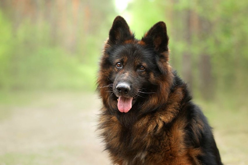 Pies policyjny Bazyl przechodzi na "emeryturę"