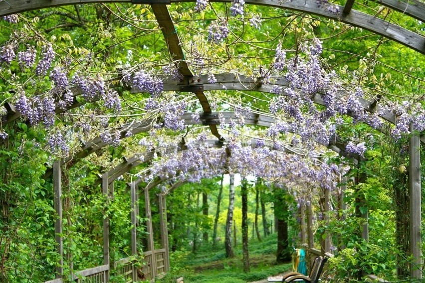 Z wisterii można tworzyć niemal bajkowe, kwitnące tunele.
