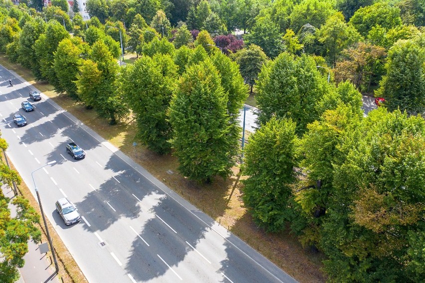 Drzewa w Gdańsku przejdą gruntowne badania