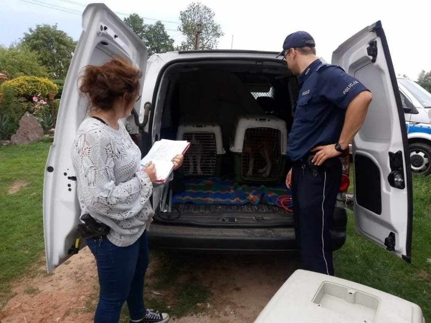 Ustalono, kto porzucił w lesie pod Aleksandrowem Łódzkim cztery szczeniaki