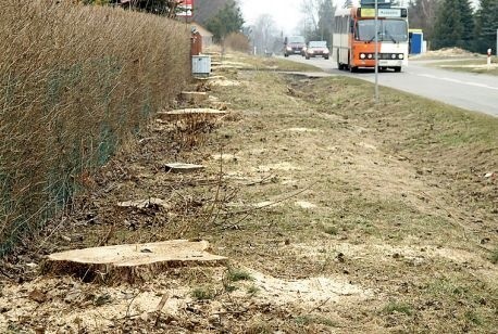 Wycinka drzew przeprowadzona została wzdłuż niemal całej trasy Koszalin &#8211; Niedalino. To ponad 10 kilometrów.