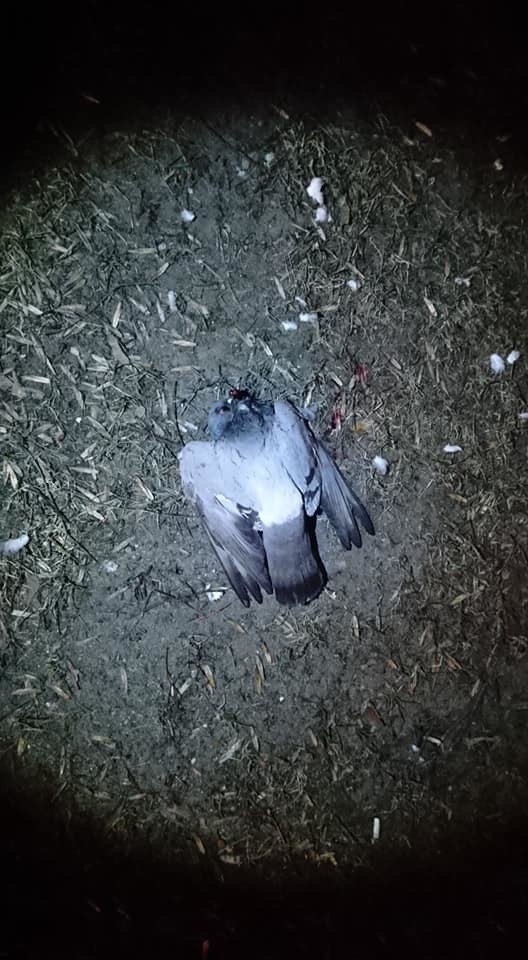 Sadysta w bestialski sposób zabił w Suwałkach pięć gołębi