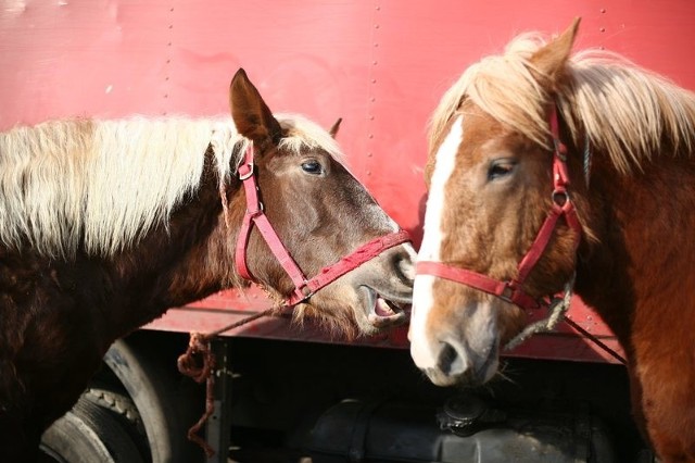 Już od północy w poniedziałek w Skaryszewie ruszył wielki handel końmi, czyli tradycyjne Wstępy.