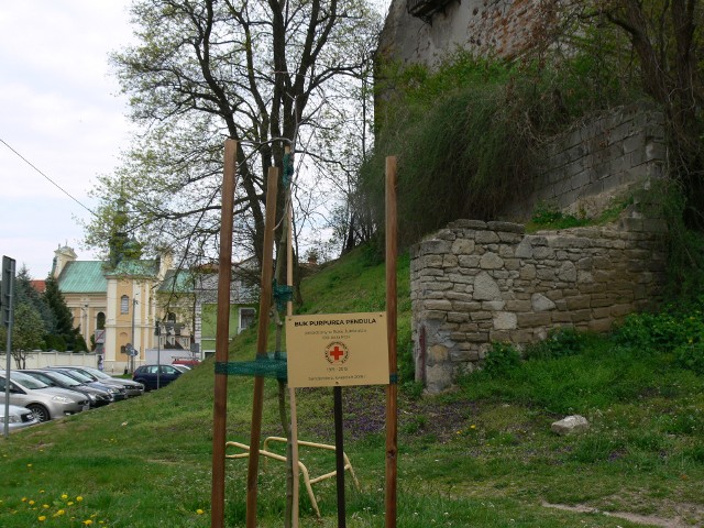 Buk Purpurea Pendula to drzewko, które ma przypomnieć mieszkańcom Sandomierza i turystom o 100 rocznicy powstania Polskiego Czerwonego Krzyża.