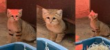 Dwa koty pustynne opuściły gdańskie zoo. Znalazły nowy dom! Zdjęcia
