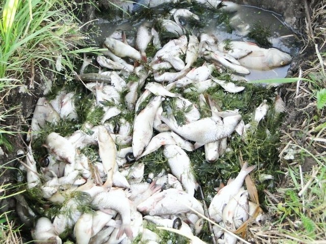 Zdjęcie śniętych ryb zrobione przez naszego czytelnika z gminy Gniewkowo