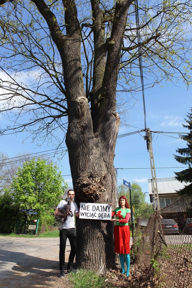 Dąb Jacek w Łagiewnikach