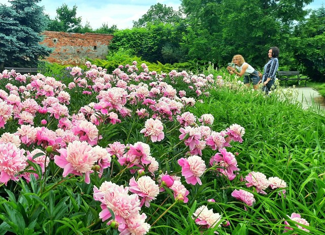 Jeśli szukacie spokojnego i pięknego miejsca na spacer i relaks, wybierzcie się do arboretum przy Zamku Tarnowskich w Tarnobrzegu. Kwietne łąki, rzadkie okazy roślin i zapach piwonii w rozkwicie urzekają odwiedzających ogrody w czerwcu.  Zobacz więcej na kolejnych slajdach >>>