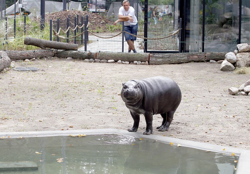 Jabari, młody hipopotam, zamieszakł w łódzkim zoo 