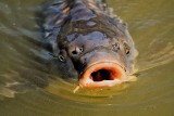 Tak wygląda filetowanie karpia - krok po kroku. Mamy dokładną instrukcje