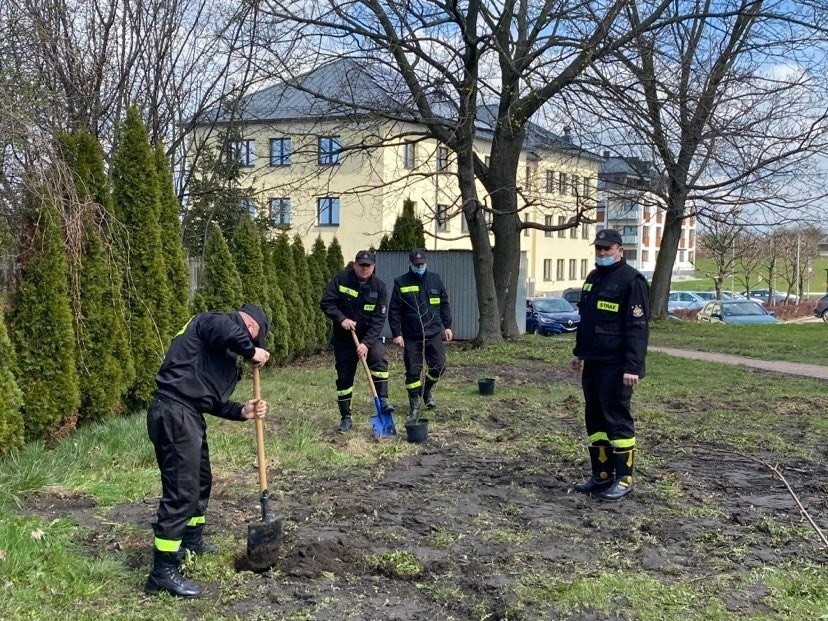Strażacy z Sędziszowa zasadzili sto drzew na 100-lecie...