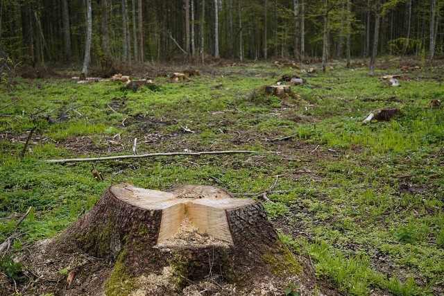 Mieszkanie przy łonie natury może być bardzo przyjemne dla nas, ale bardzo szkodliwe dla klimatu. Tak dowodzą twórcy globalnej mapy. O co chodzi?