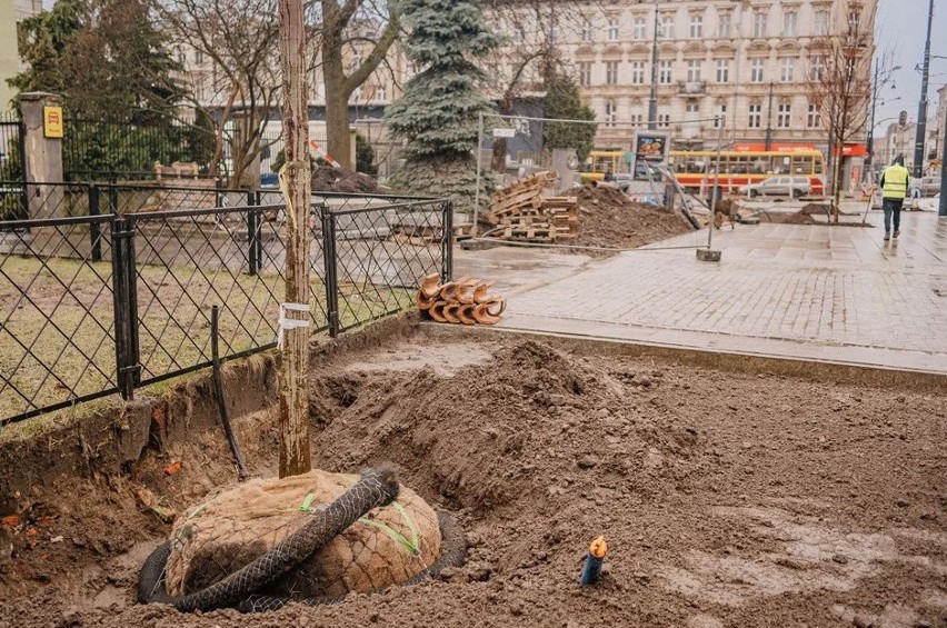 Zieleń miejska w Łodzi. W mieście zaczęło się sadzenie drzew. W 2024 roku przybędzie ich 25 tysięcy