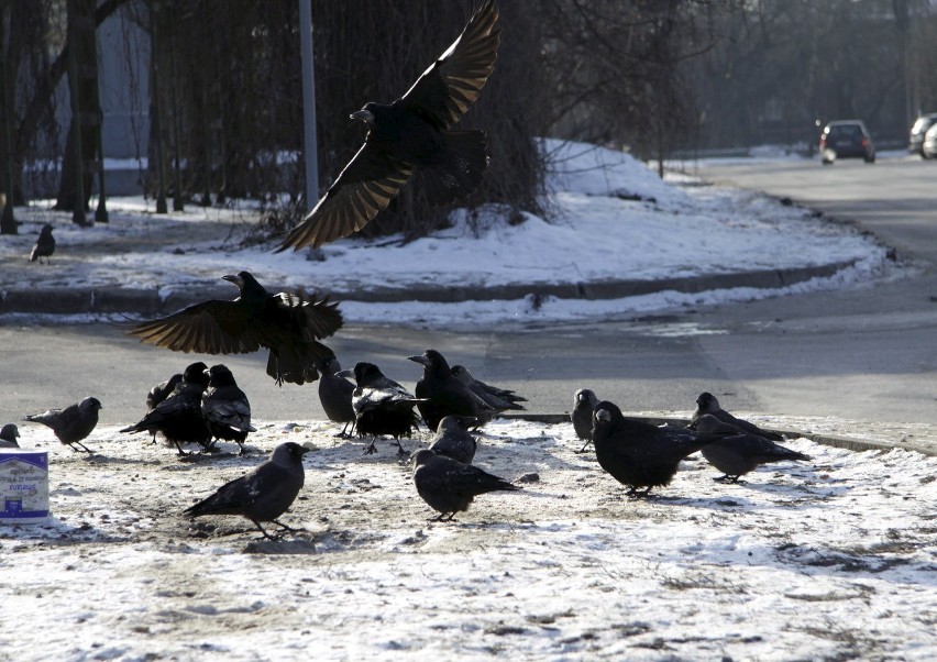 Lublin, 31.01.2012: Jak karmić ptaki zimą? Pokarm musi być...