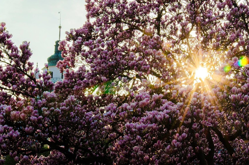 Kwitnące magnolie w Kluczborku.