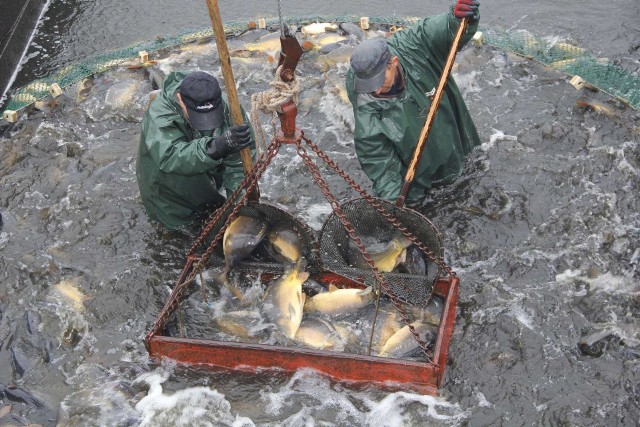 Ryby są podbierakami wyławiane do specjalnych pojemników. Potem trafiają na stół sortowniczy.