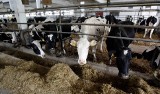 Ile dostał rolnik za litr odstawionego mleka? Ceny mleka, prognozy